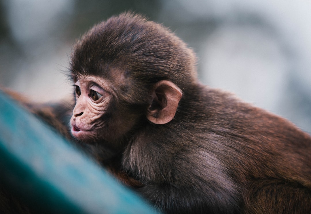 Monkey Omegle: Connecting with Primates in the Digital Age